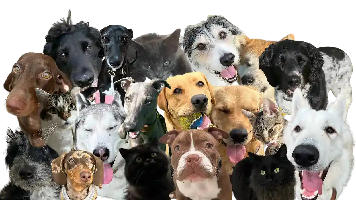 banner collage of wags and whiskers animals